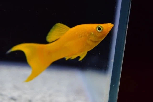 Tangerine Lyretail Molly