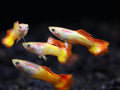 Tequila Sunrise Guppy Male