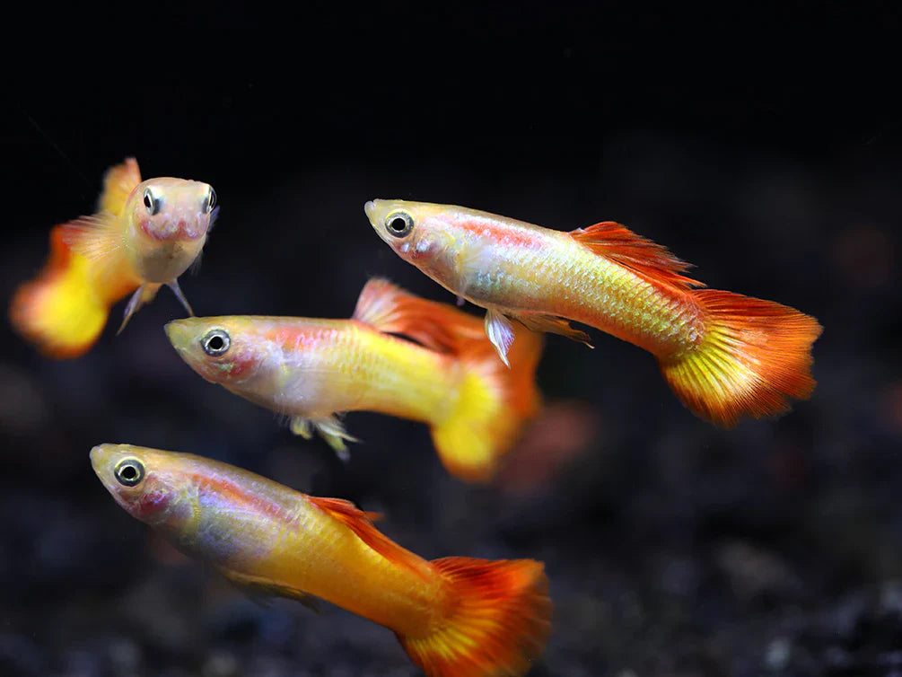 Tequila Sunrise Guppy Male