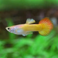 Tequila Sunrise Tuxedo Guppy Male