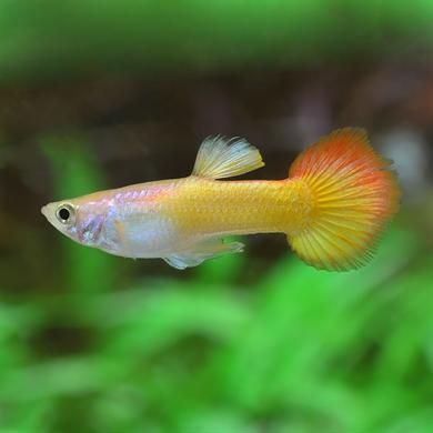 Tequila Sunrise Tuxedo Guppy Male