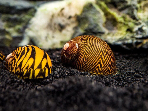 Tiger Nerite Snail