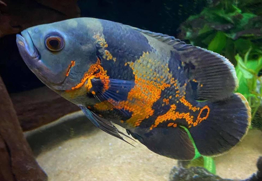 Tiger Oscar