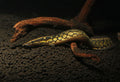 Tiretrack Eel