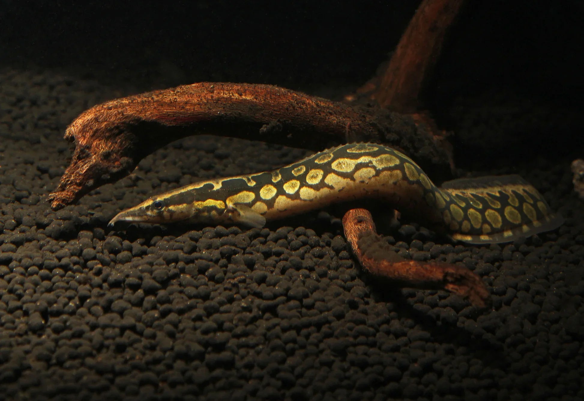 Tiretrack Eel