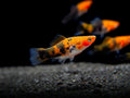 Tricolor Koi Swordtail