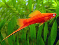 Velvet Swordtail