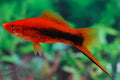 Velvet Tuxedo Swordtail