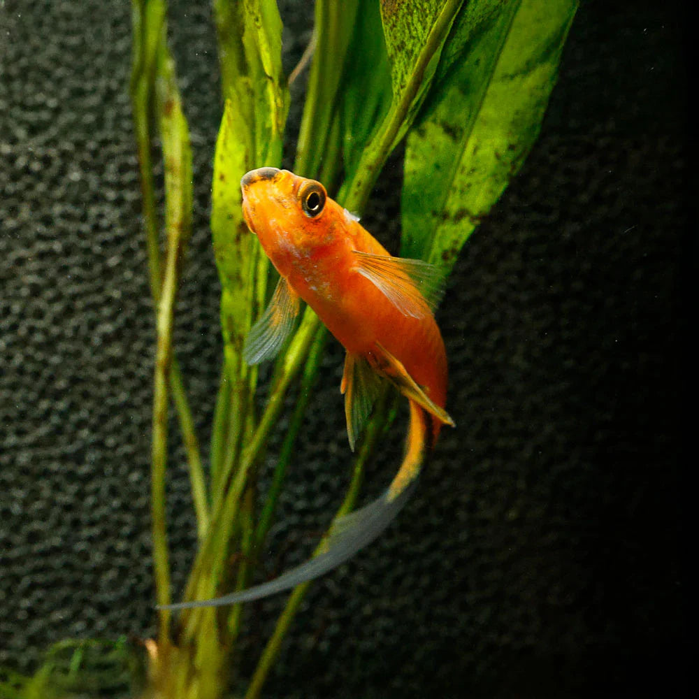 Velvet Wag Swordtail