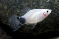White Crescent Platy