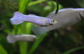 White Moscow Guppy Male