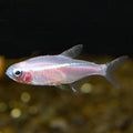 White Neon Tetra
