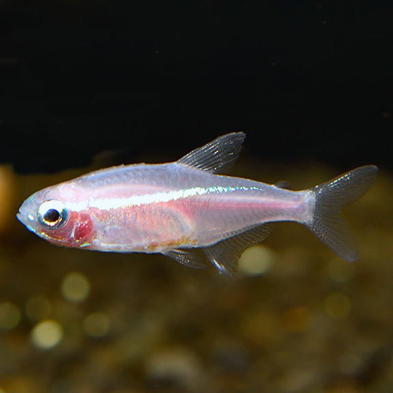 White Neon Tetra