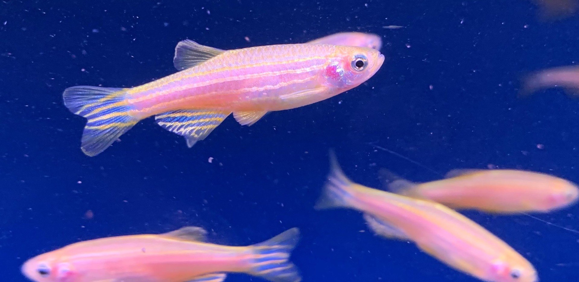Zebra Danio