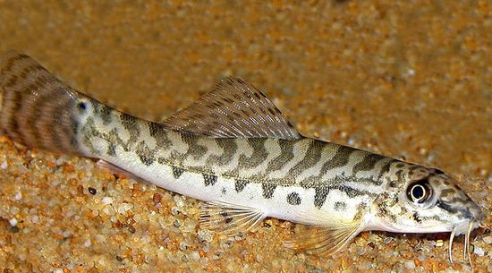 Zipper Loach
