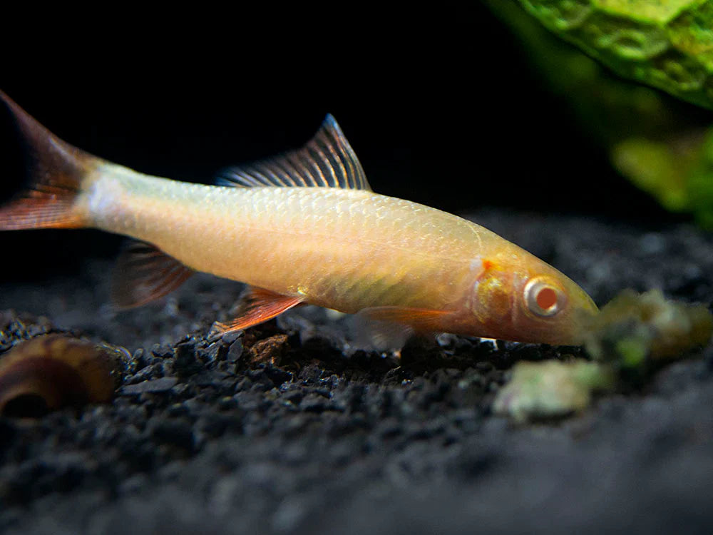 Albino Rainbow Shark