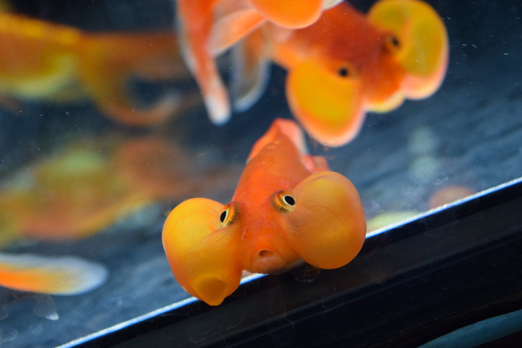 Assorted Bubble Eye Goldfish