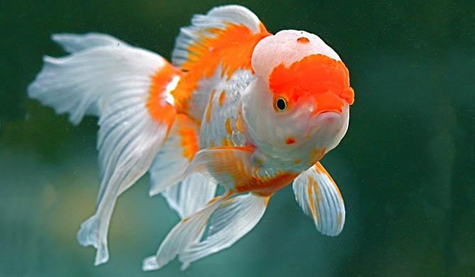 Assorted Oranda Goldfish