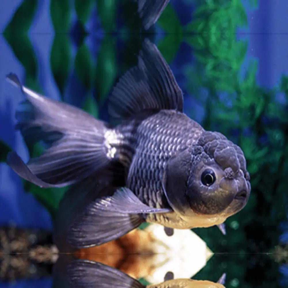 Blue Oranda Goldfish