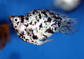 Dalmatian Balloon Molly