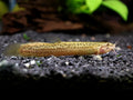 Dojo Loach