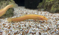 Gold Dojo Loach