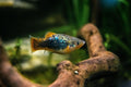 Green Lantern Platy