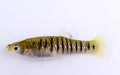 Black Bar Limia Livebearer