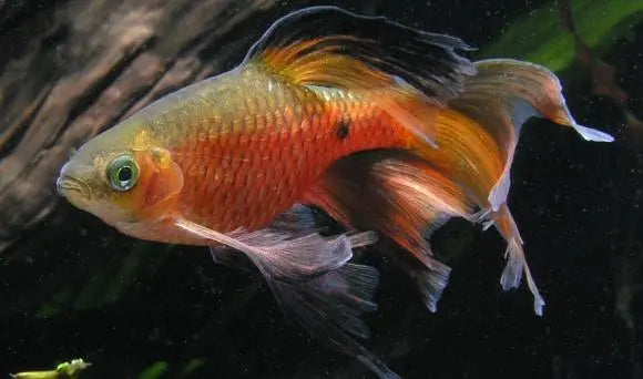 Longfin Rosy Barb