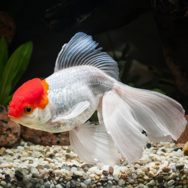 Red Cap Oranda Goldfish