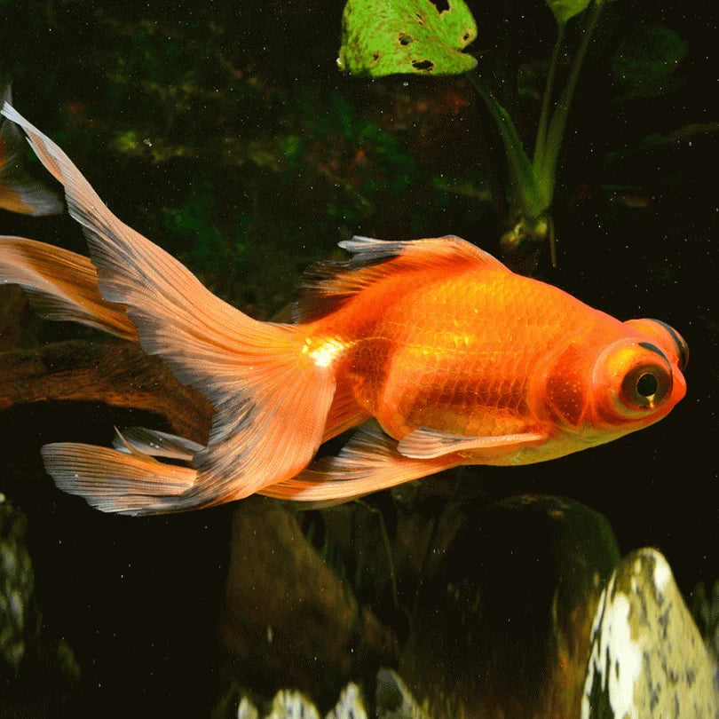 Red Telescope Goldfish