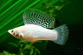 Yucatan Molly