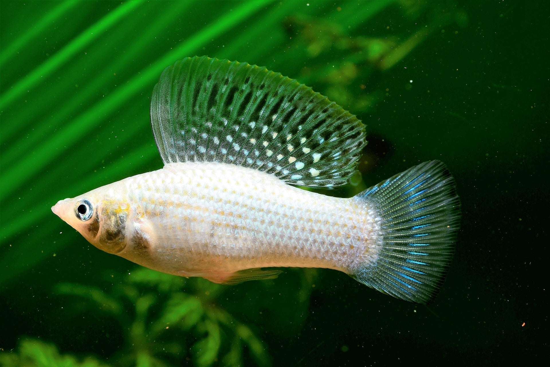 Yucatan Molly