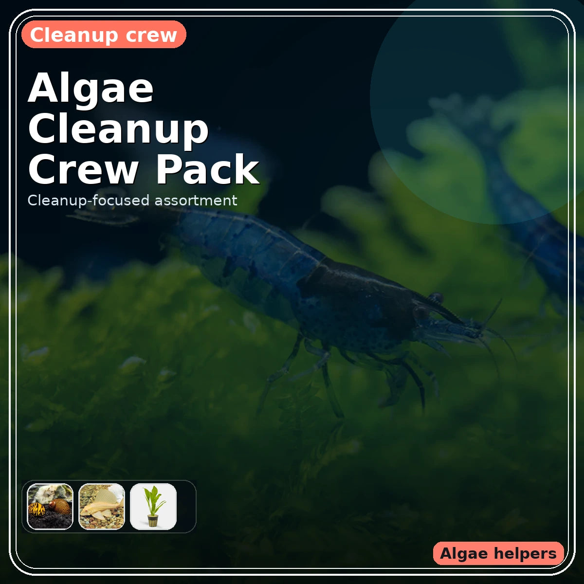 Algae Cleanup Crew Pack