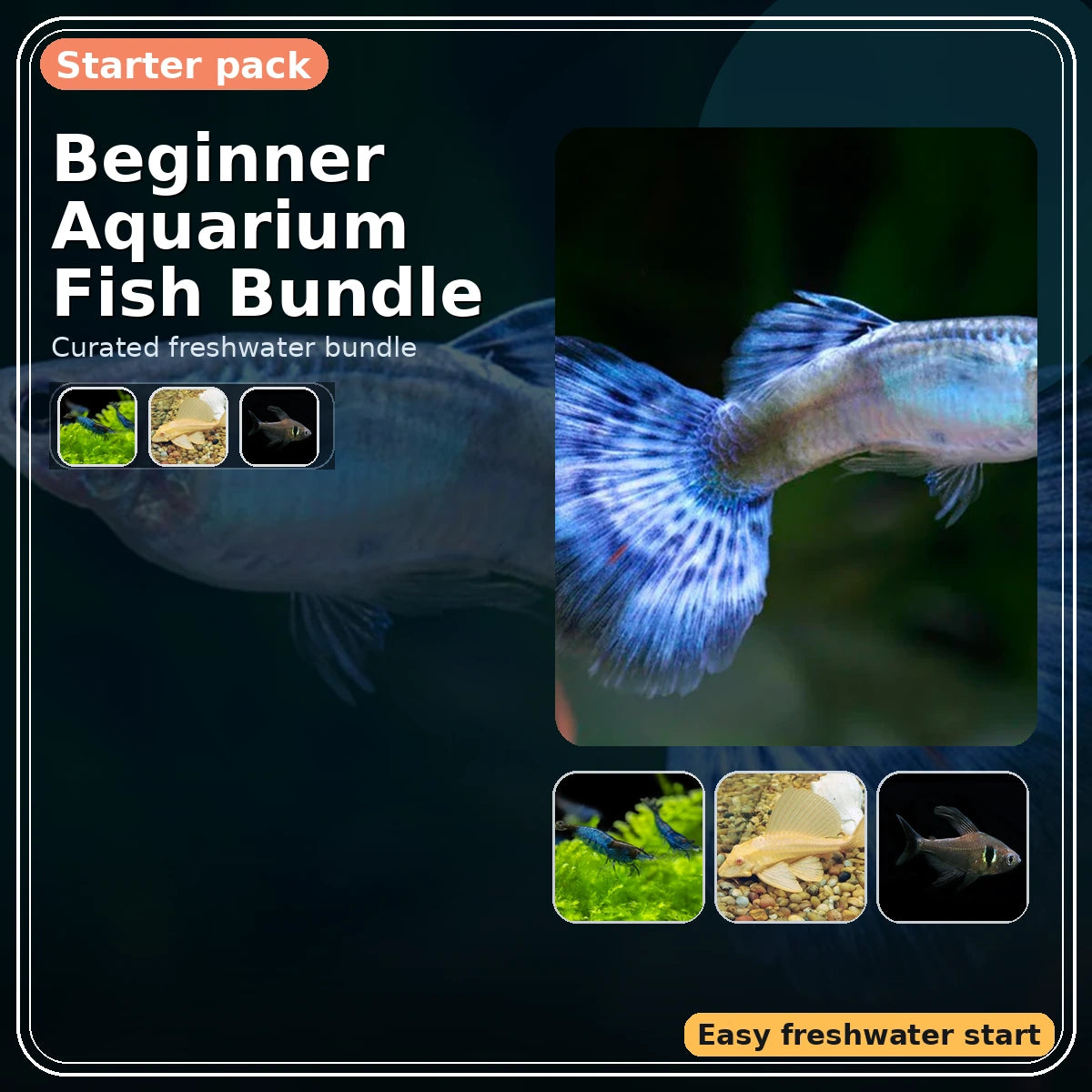Beginner Aquarium Fish Bundle