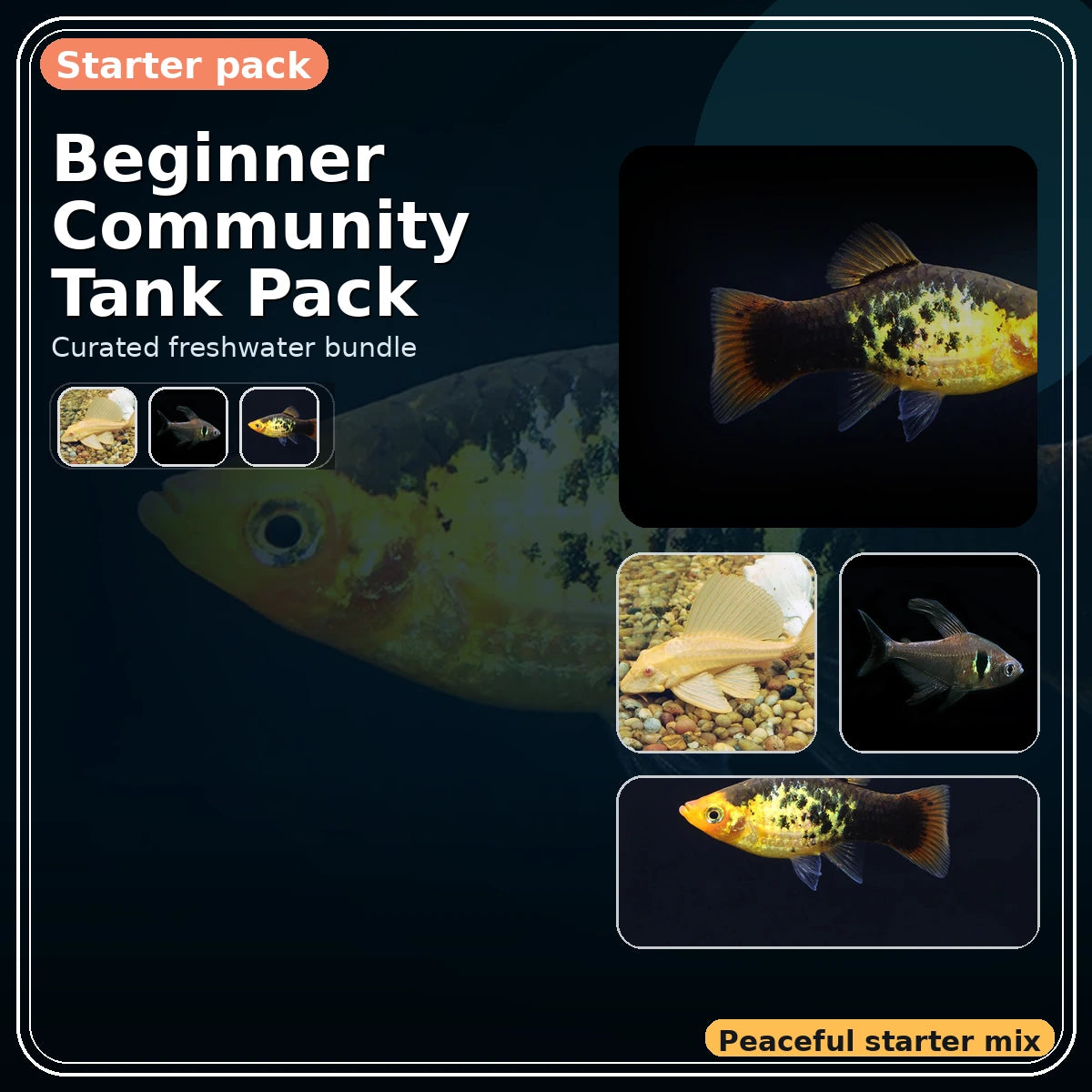 Beginner Community Tank Pack