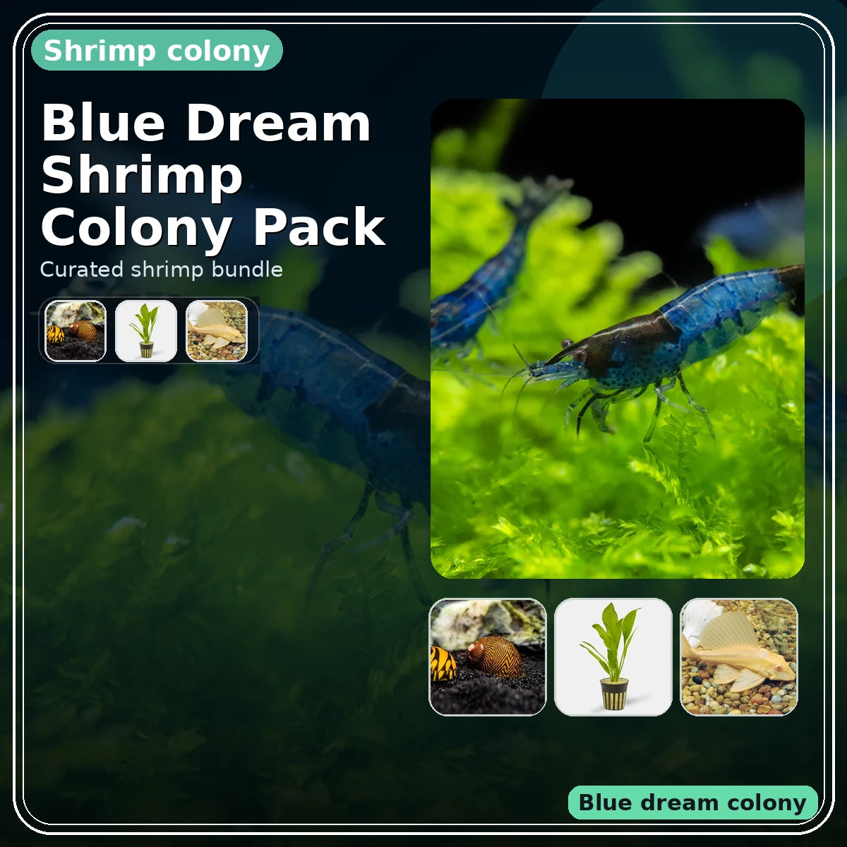 Blue Dream Shrimp Colony Pack