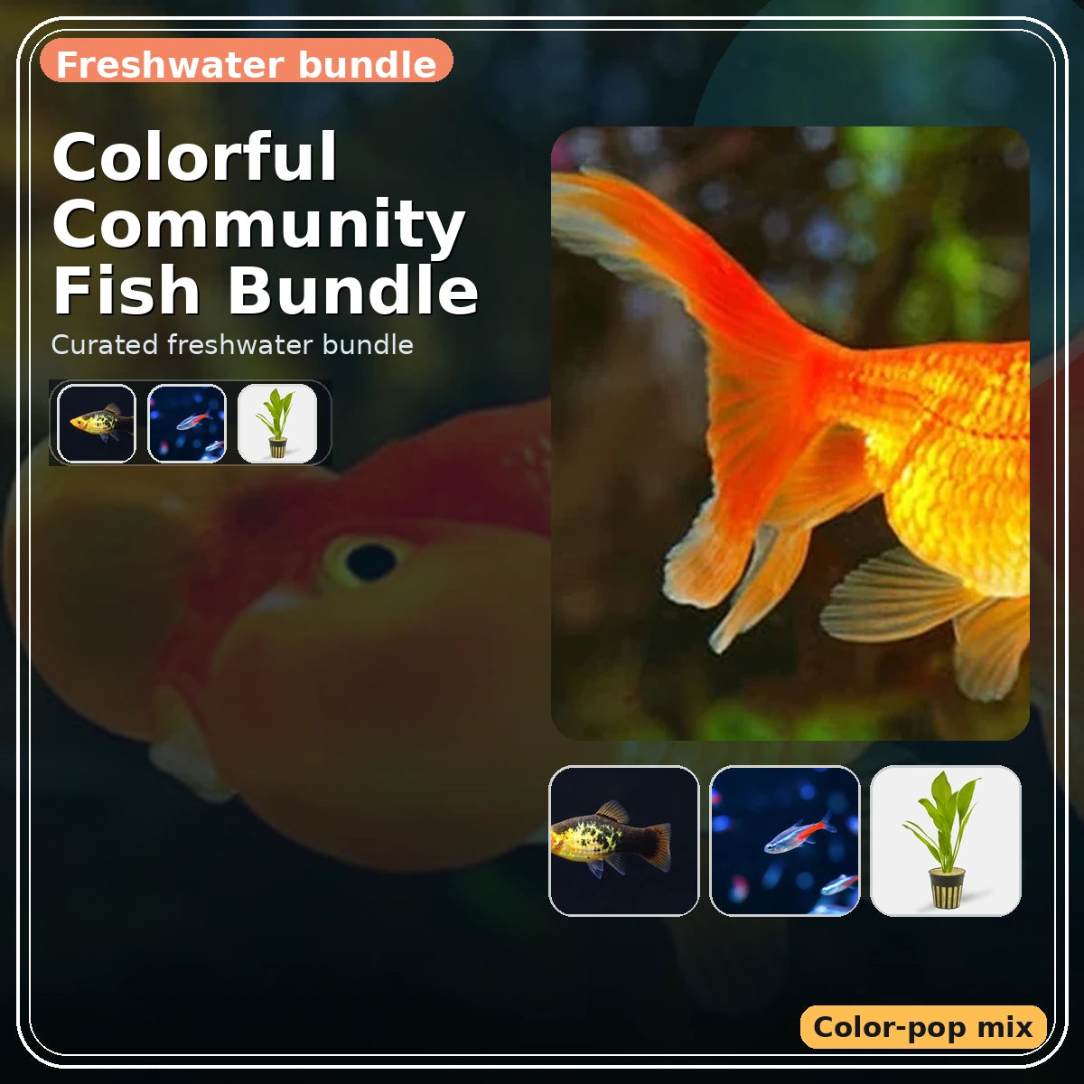 Colorful Community Fish Bundle