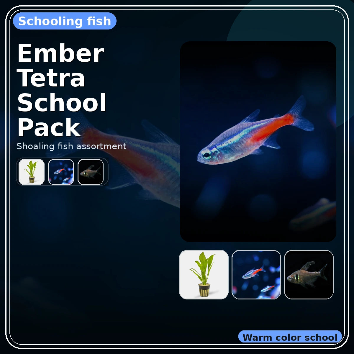 Ember Tetra School Pack