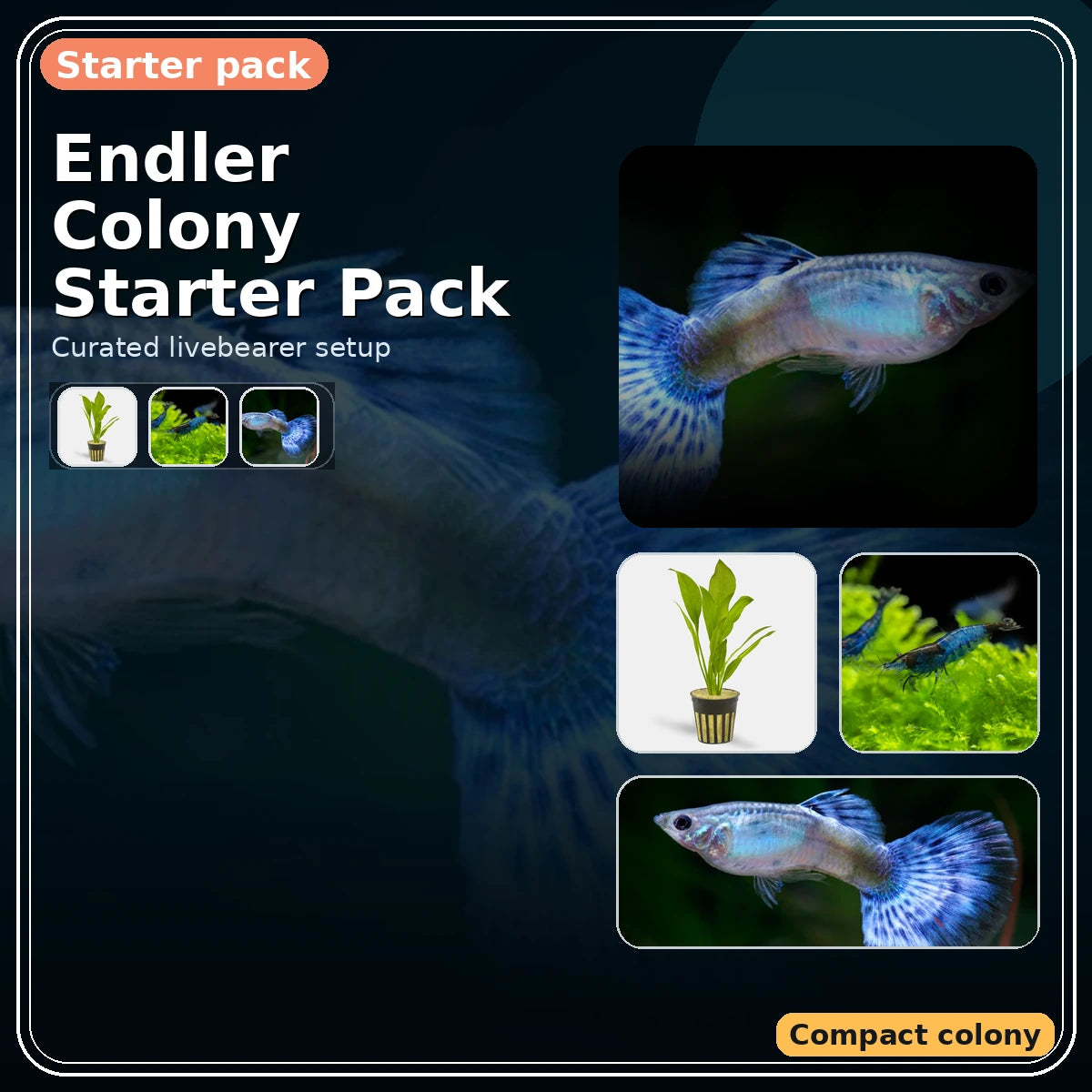 Endler Colony Starter Pack