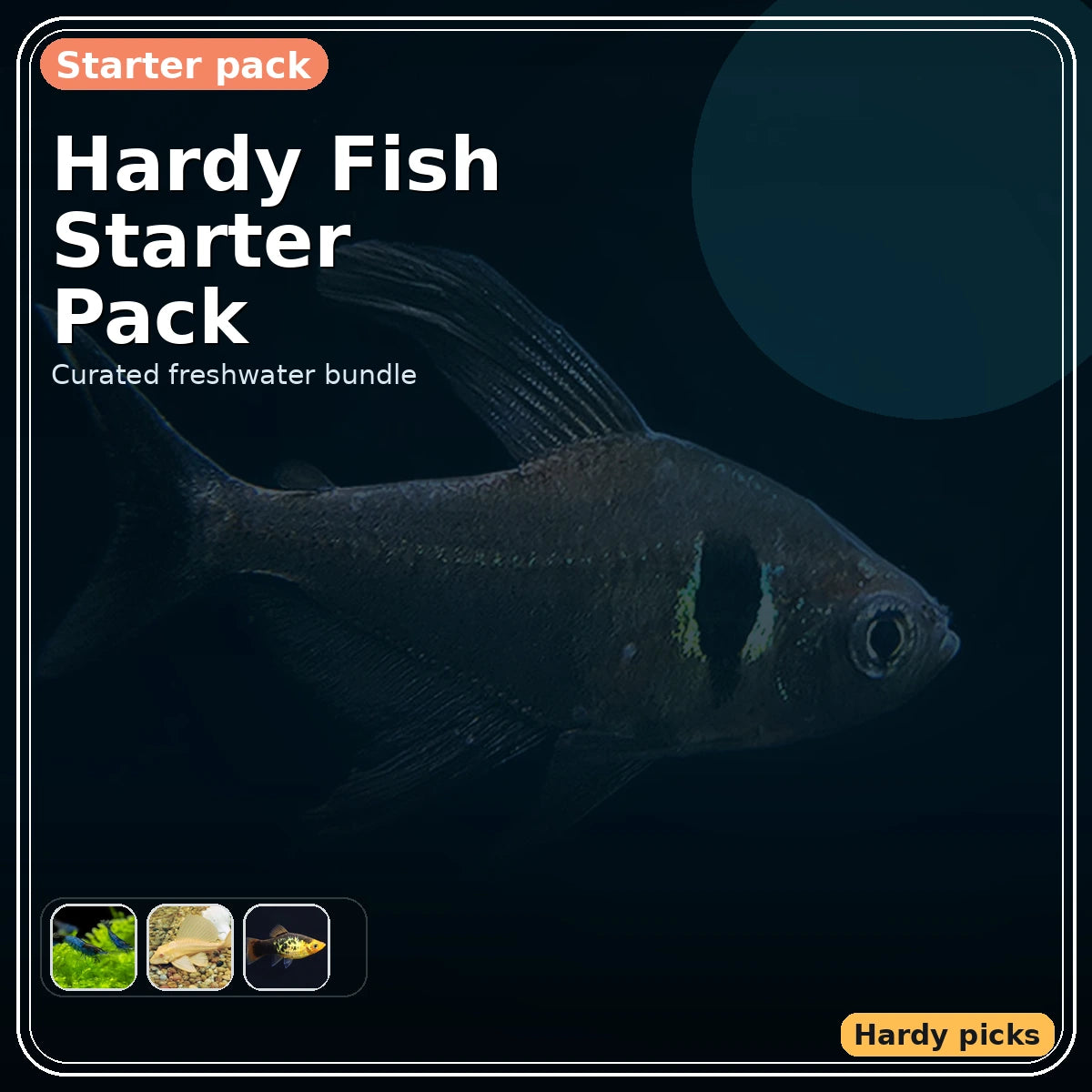 Hardy Fish Starter Pack