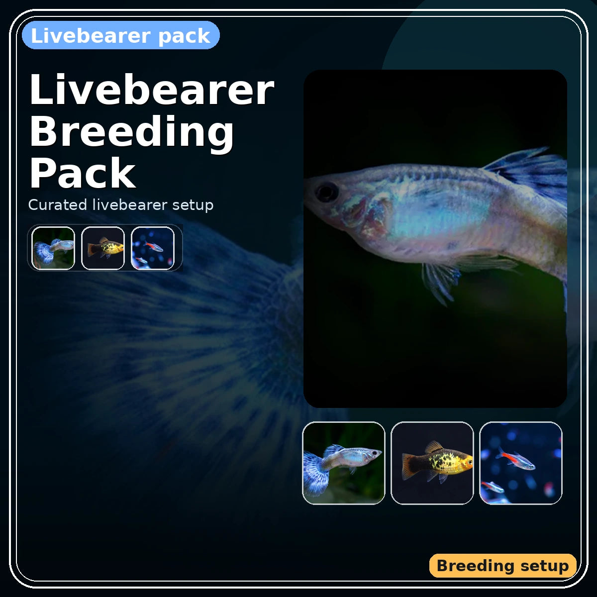 Livebearer Breeding Pack