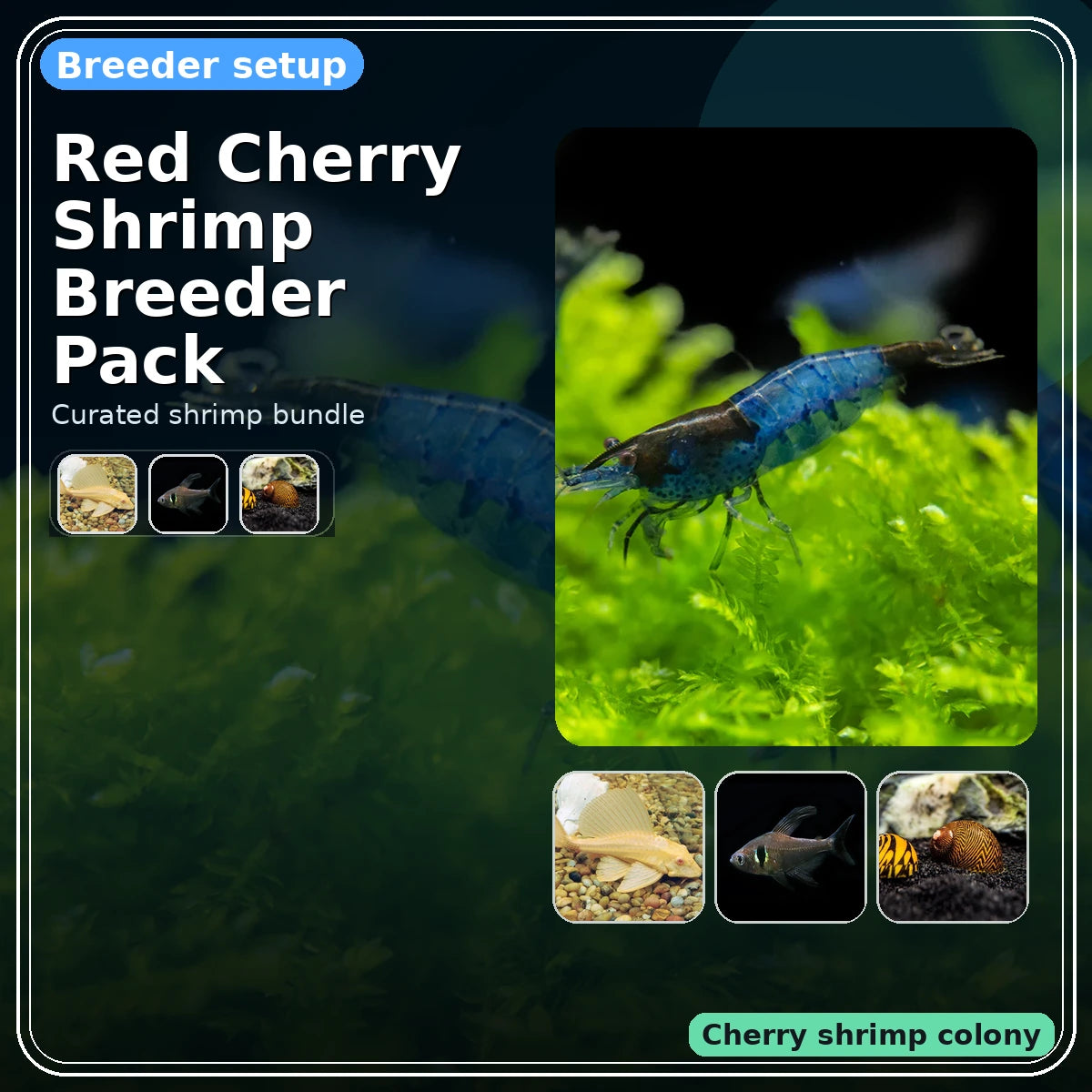 Red Cherry Shrimp Breeder Pack