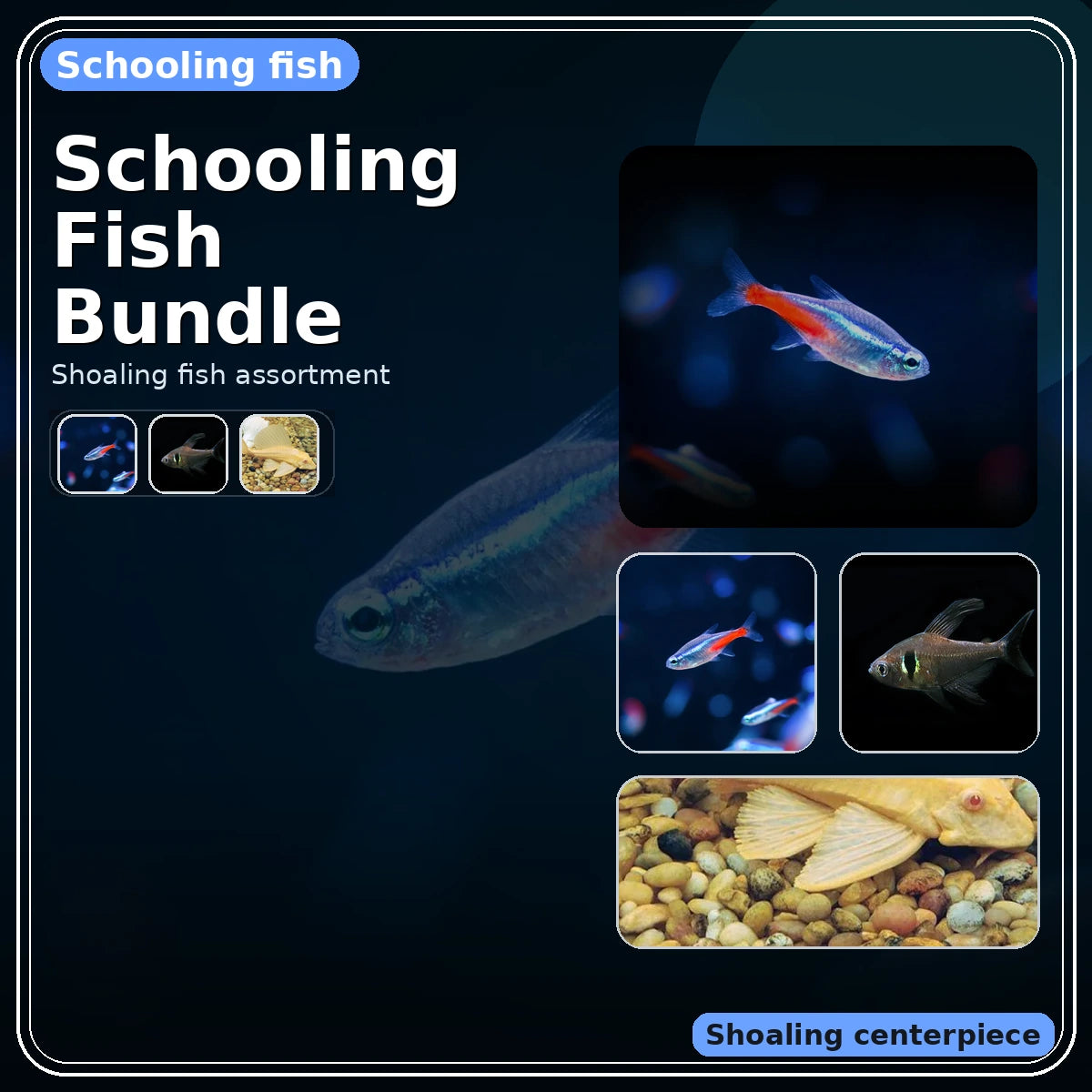 Schooling Fish Bundle