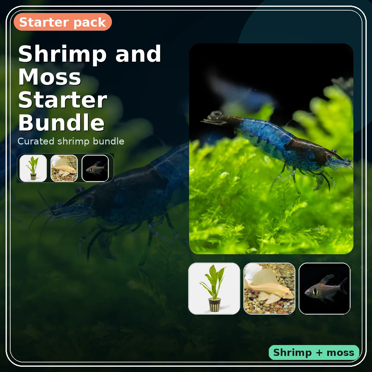 Shrimp and Moss Starter Bundle