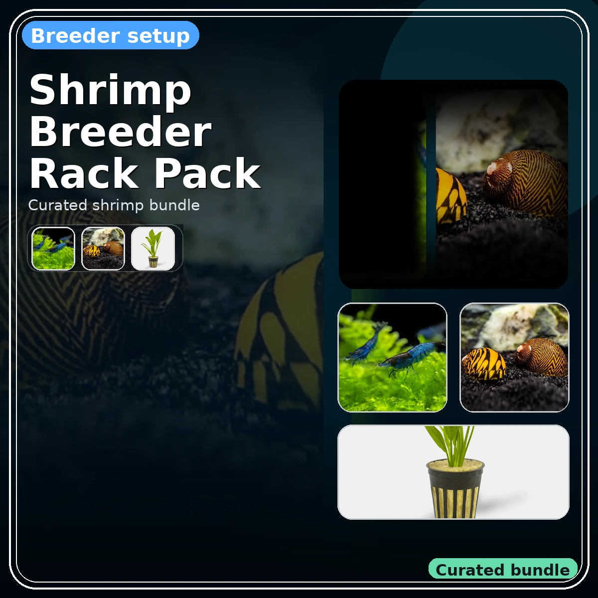 Shrimp Breeder Rack Pack