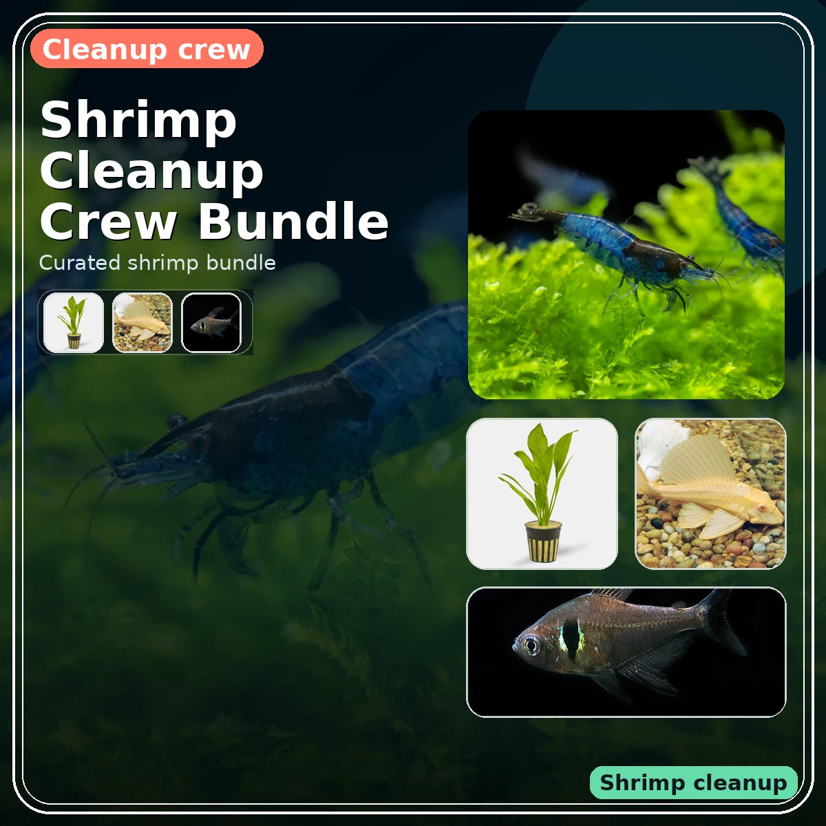 Shrimp Cleanup Crew Bundle