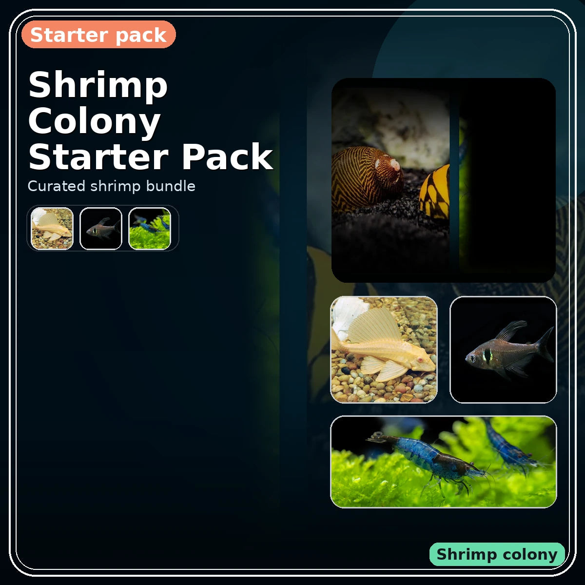 Shrimp Colony Starter Pack