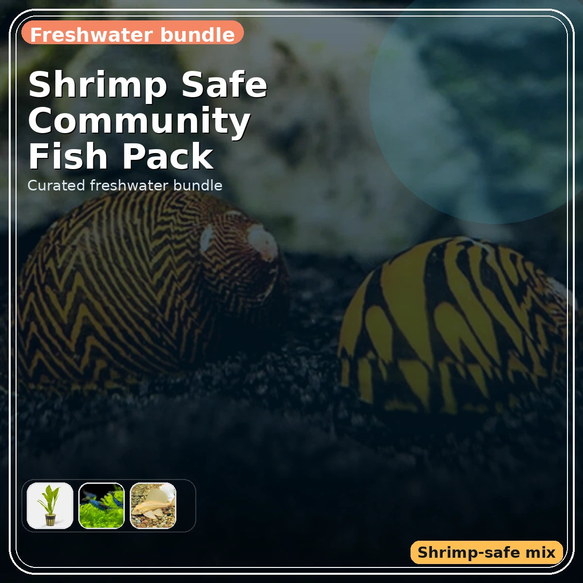 Shrimp Safe Community Fish Pack