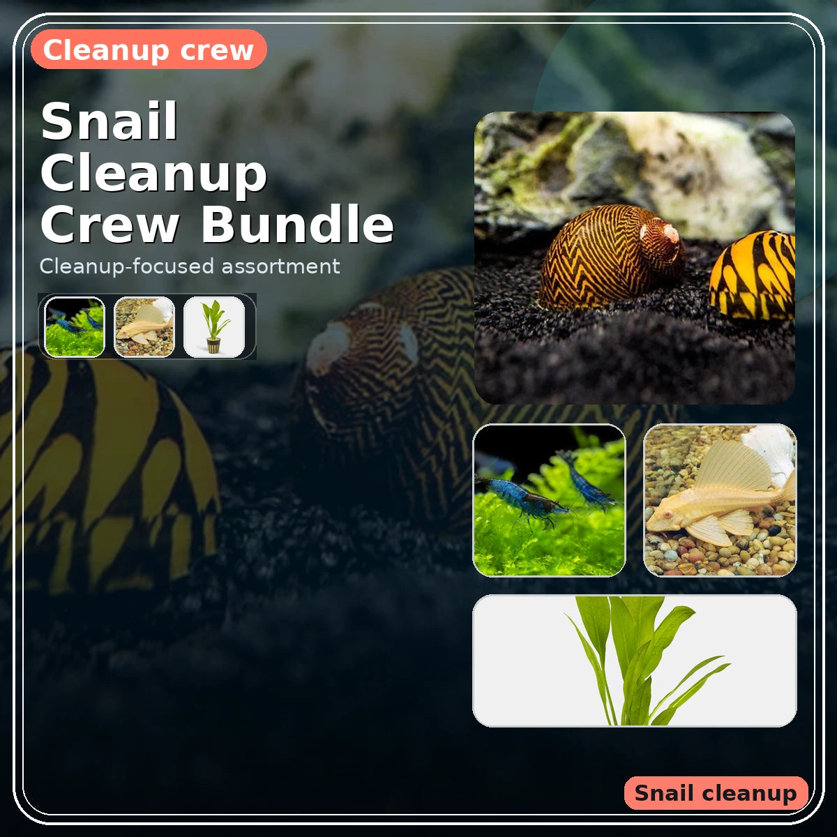 Snail Cleanup Crew Bundle